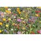 Saat-Set Wildblumen