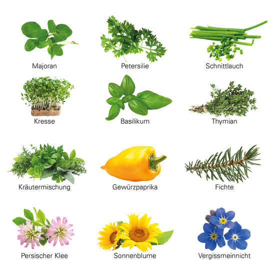 Adventskalender ECO L mit Samentütchen; 24 Substrattabletten und 24 Samentütchen in 12 Sorten