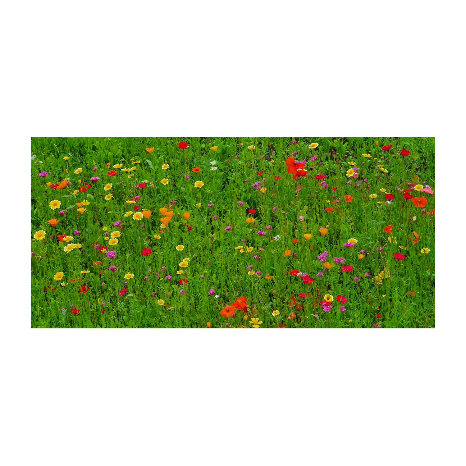 6 farbigen Samenbomben für eine bunte Bienenwiese in einer Mini-Eierschachtel mit Banderole: „Auf eine blühende Zusammenarbeit”