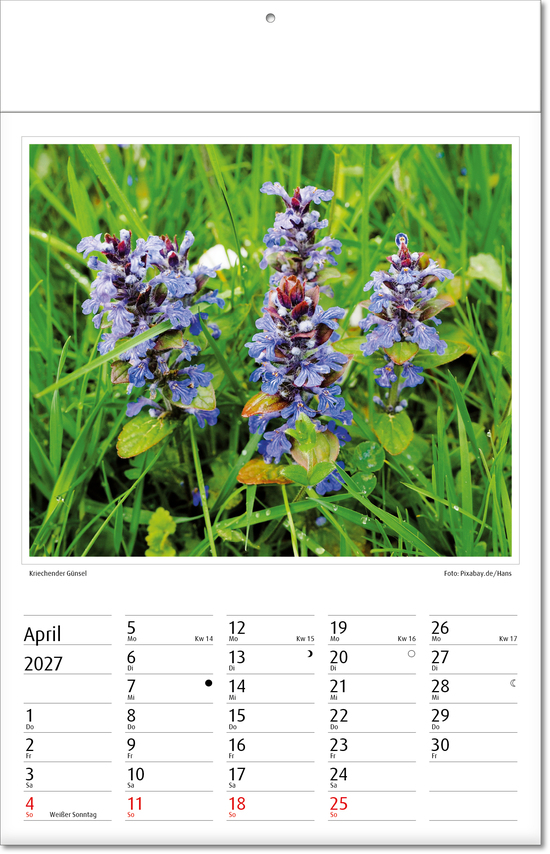 Bildkalender Botanica, Fälzel