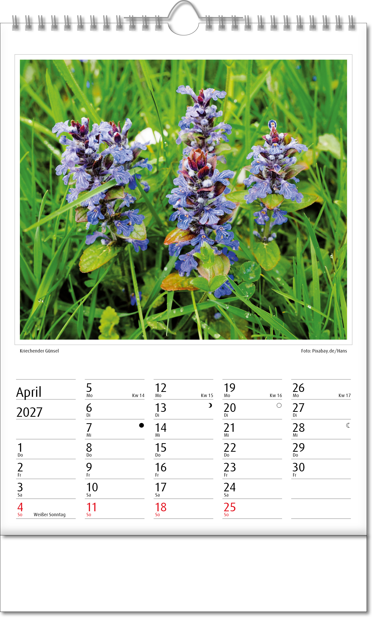 Bildkalender Botanica, Wire