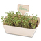 Pflanz-Set - 2er-Set - Sonnenblume / Margerite