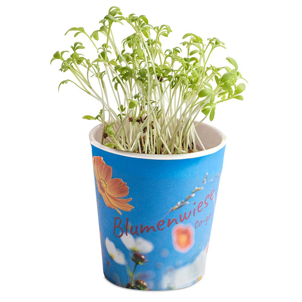 Blumenwiese To-Go - Ostern - Thymian - neutral