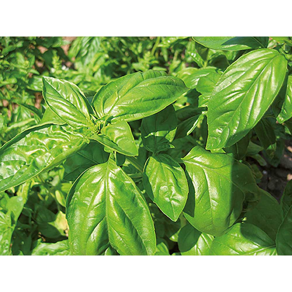 Blumenwiese To-Go - Ostern - Basilikum - neutral mit 1-c Logoeindruck