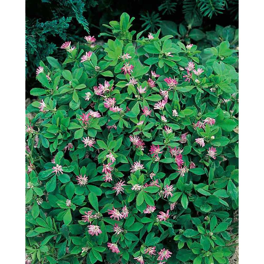 Blumenwiese To-Go - Ostern - Persischer Klee - neutral mit 1-c Logoeindruck