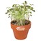 Logo-Topf mit Samen - teracotta - Margerite
