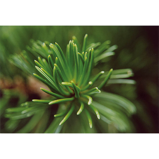 Tontöpfchen-Blume mit Samen - Fichte