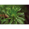 Tontöpfchen-Blume mit Samen - Fichte