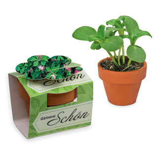 Tontöpfchen-Blume mit Samen - Persischer Klee