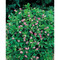 Tontöpfchen-Blume mit Samen - Persischer Klee