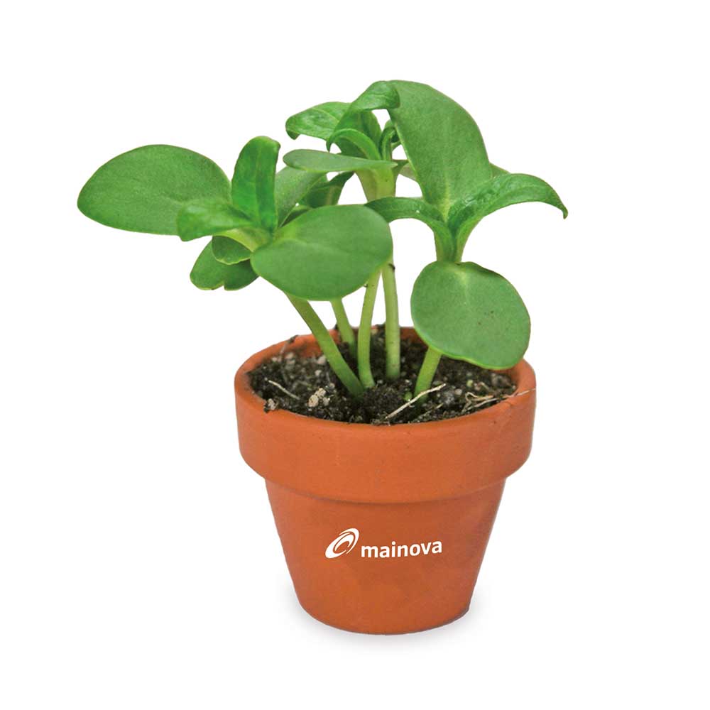 Tontöpfchen-Blume mit Samen - Sommerblumenmischung inkl. Tampondruck