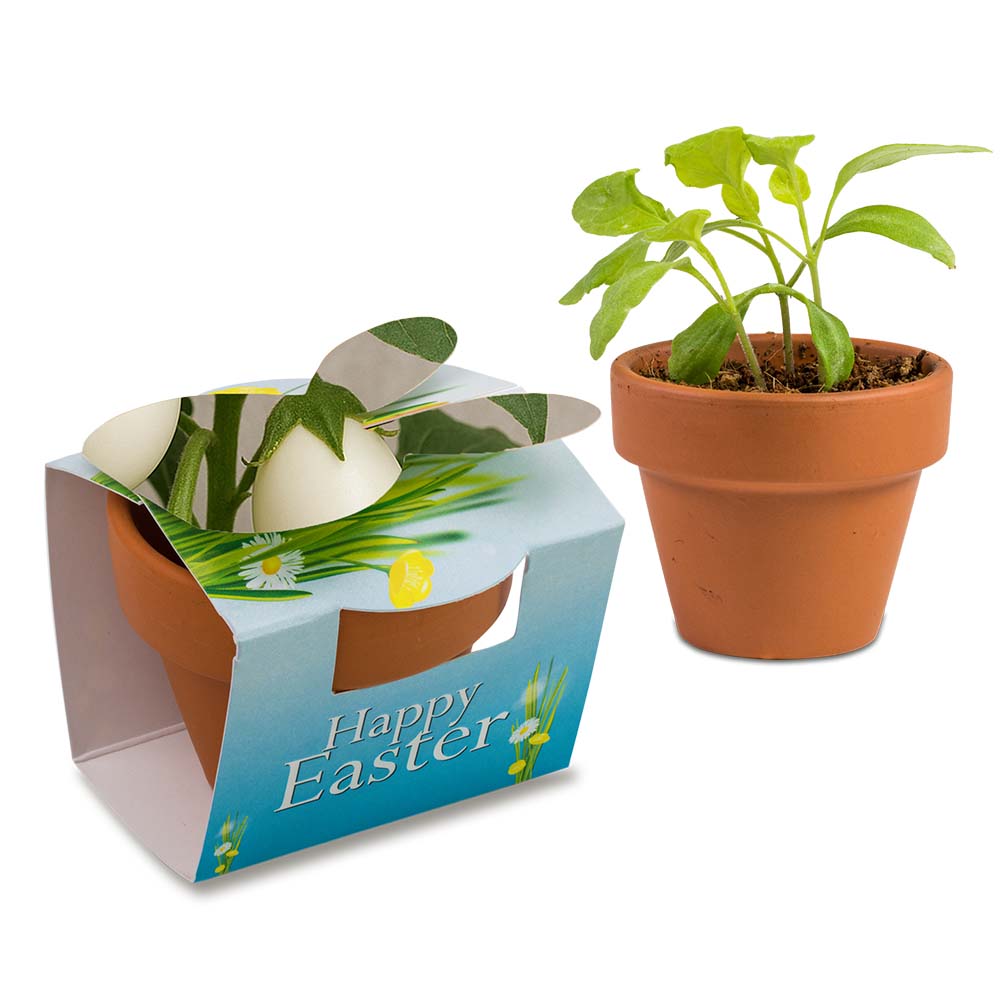 Tontöpfchen-Hase mit Samen - Eierbaumsamen