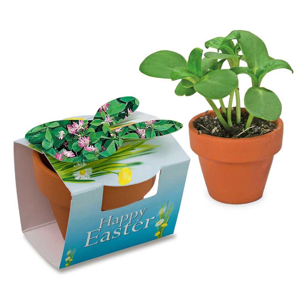 Tontöpfchen-Hase mit Samen - Persischer Klee