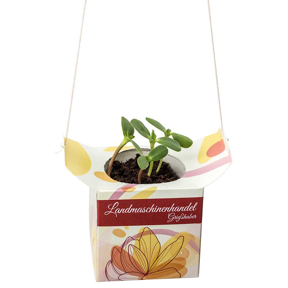 Blumenampel - Gewürzpaprika
