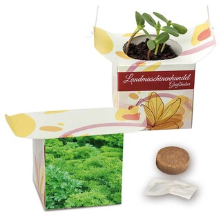 Blumenampel - Petersilie