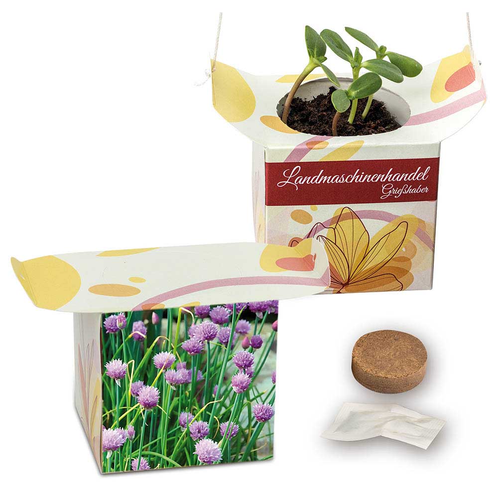 Blumenampel - Schnittlauch