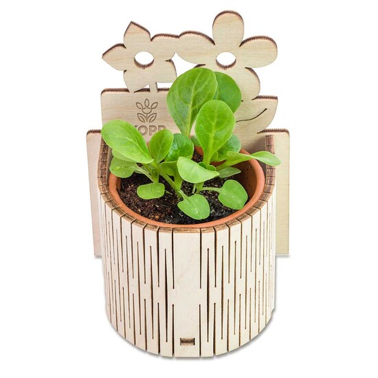 My Tiny Garden Blümchen - Fichte, inkl. Lasergravur