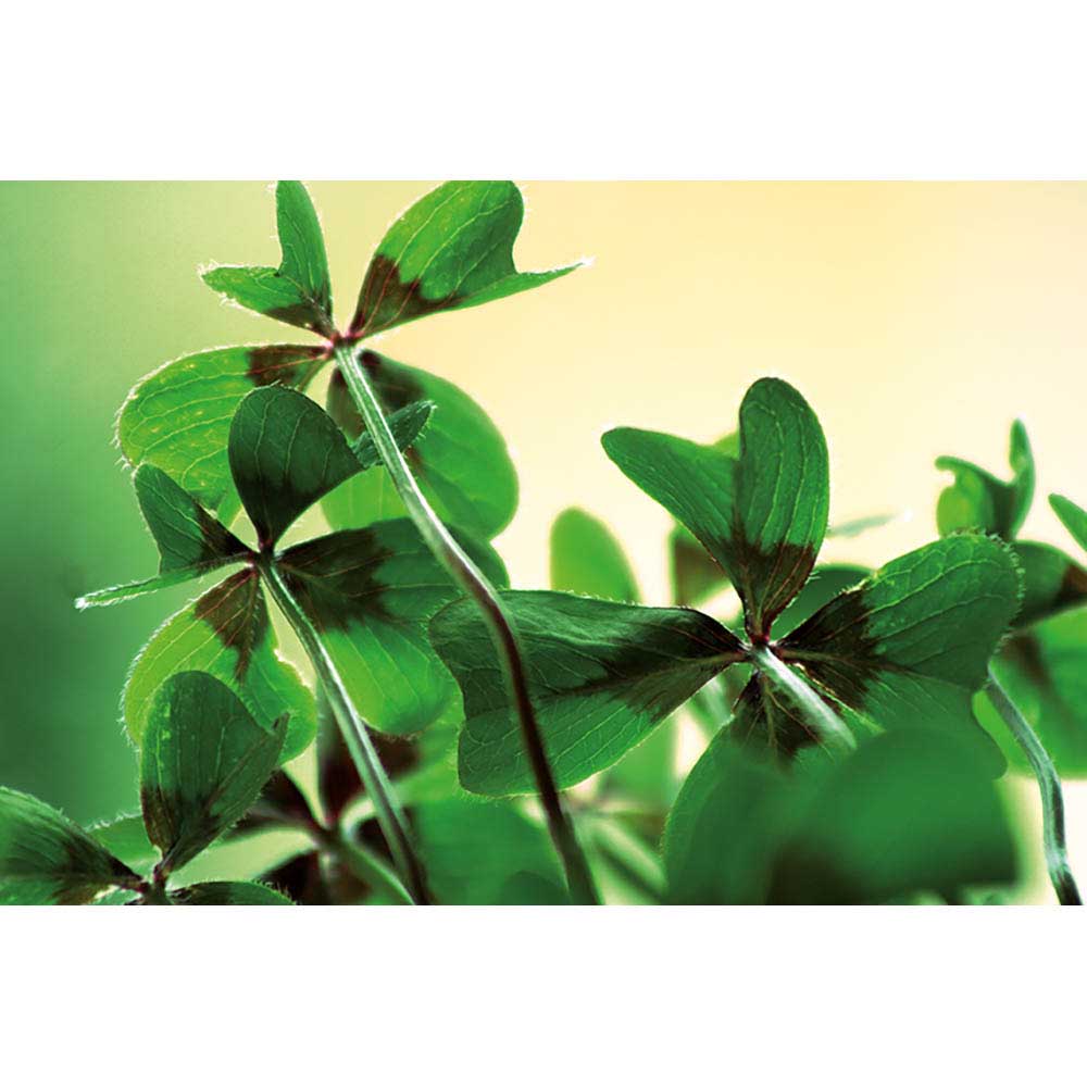 My Tiny Garden Blümchen - Glücksklee-Zwiebel, inkl. Lasergravur (* Je nach Verfügbarkeit der Glücksklee-Zwiebeln)