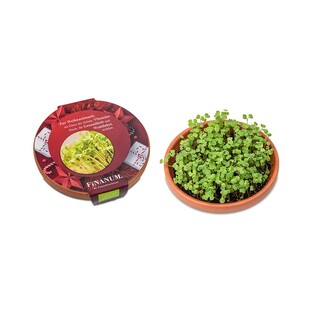 Vitamin-Schale - Salatrauke