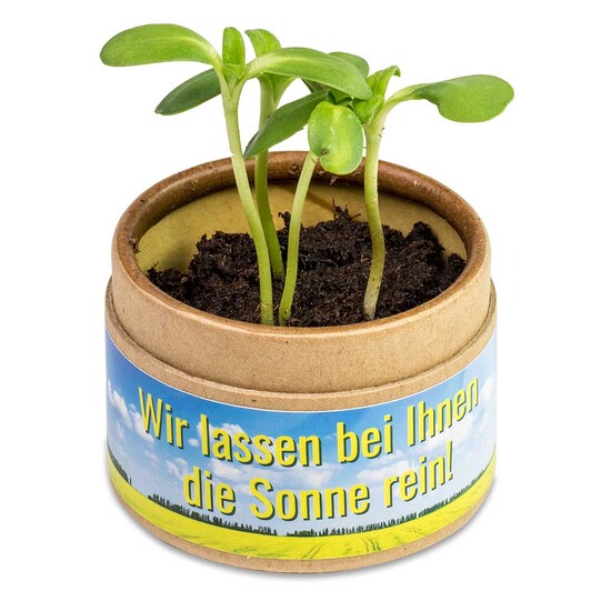 Pflanz-Cup mit Samen - Basilikum