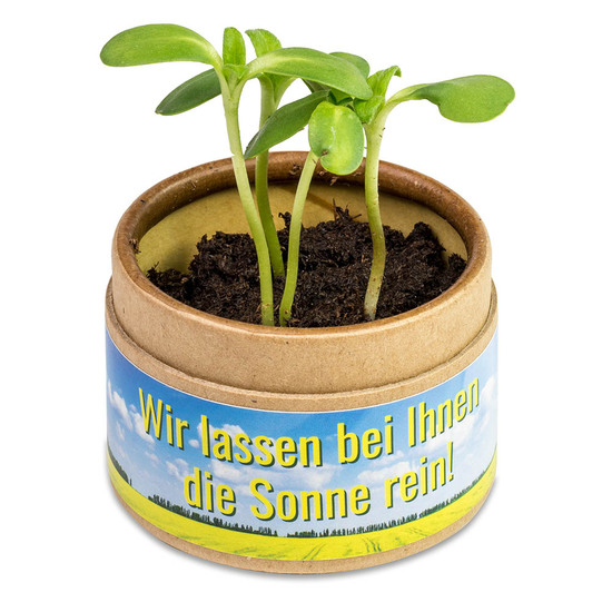 Pflanz-Cup mit Samen - Fichte