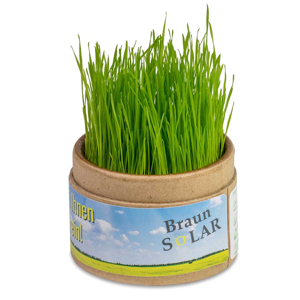 Pflanz-Cup mit Samen - Thymian