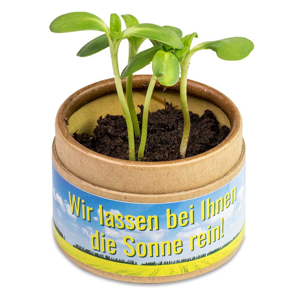 Pflanz-Cup mit Samen - Vergissmeinnicht