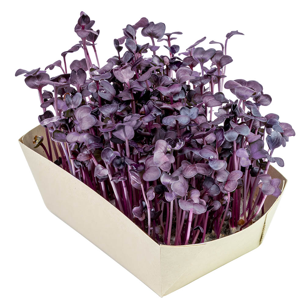 Microgreens-Gärtchen - Radies Sango