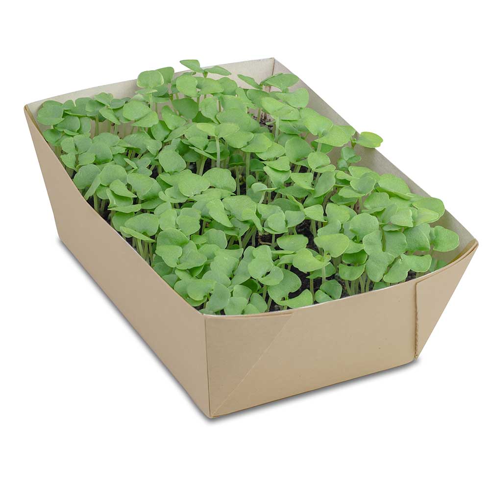 Pflanz-Schale mit Samen - Gartenkresse