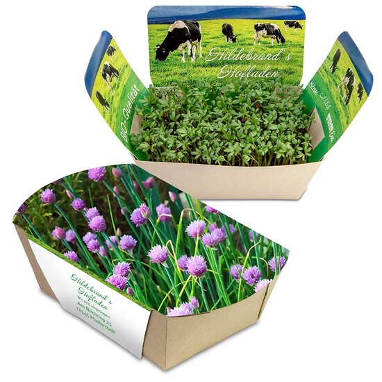 Pflanzodrom mit Samen - Schnittlauch