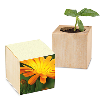Pflanz-Holz mit Samen (Graspapier-Banderole) - Ringelblume, 2 Seiten gelasert
