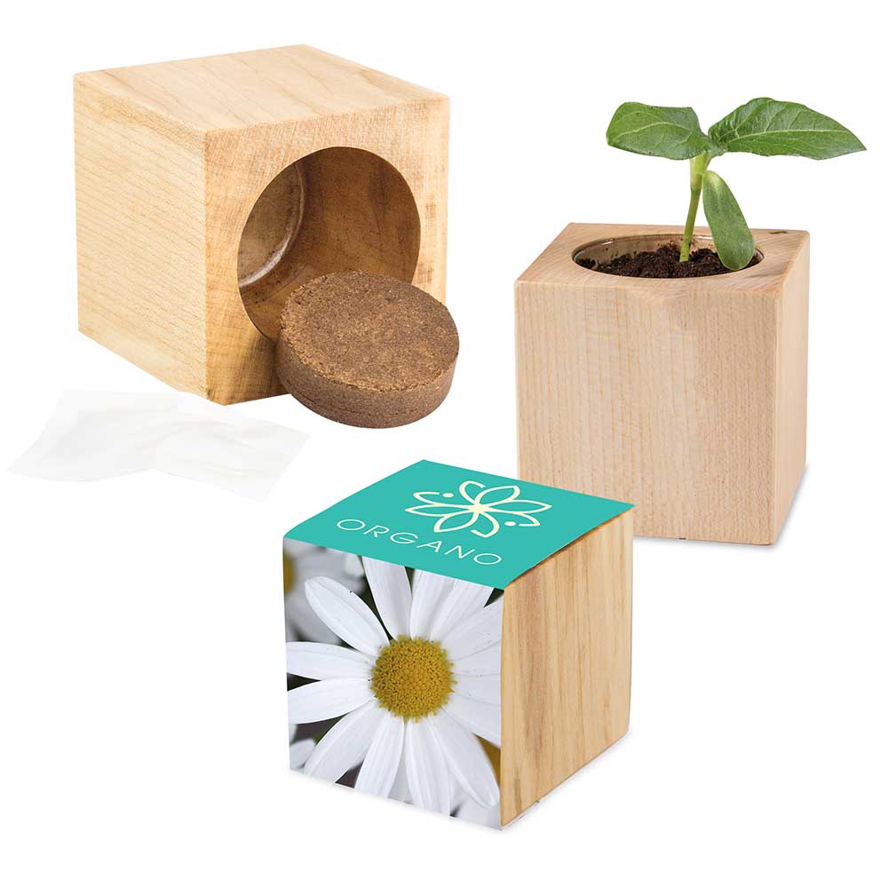 Pflanz-Holz Maxi mit Samen - Margerite, 1 Seite gelasert