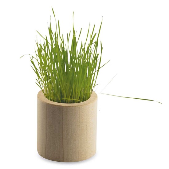 Pflanz-Holz rund mit Samen - Gartenkresse