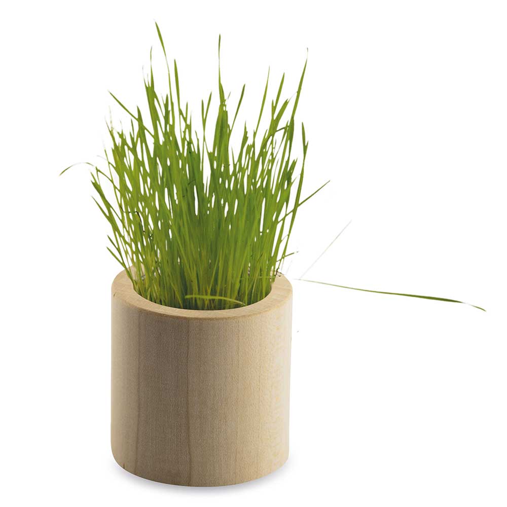 Pflanz-Holz rund mit Samen - Persischer Klee