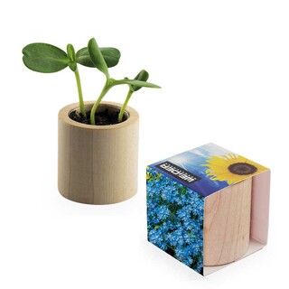 Pflanz-Holz rund mit Samen - Vergissmeinnicht