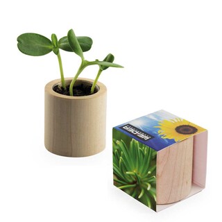 Pflanz-Holz rund mit Samen - Fichte, Lasergravur