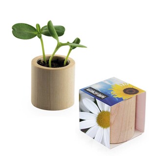 Pflanz-Holz rund mit Samen - Margerite, Lasergravur