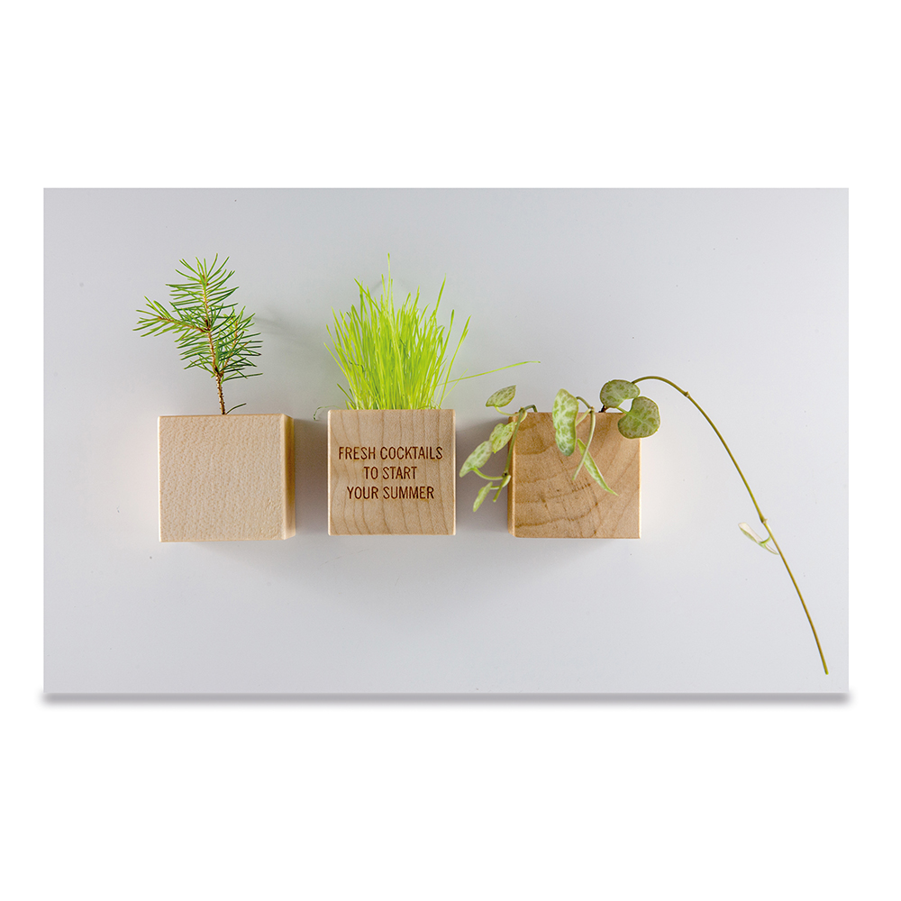 Pflanz-Holz Magnet mit Samen - Fichte