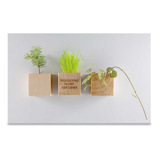 Pflanz-Holz Magnet mit Samen - Fichte