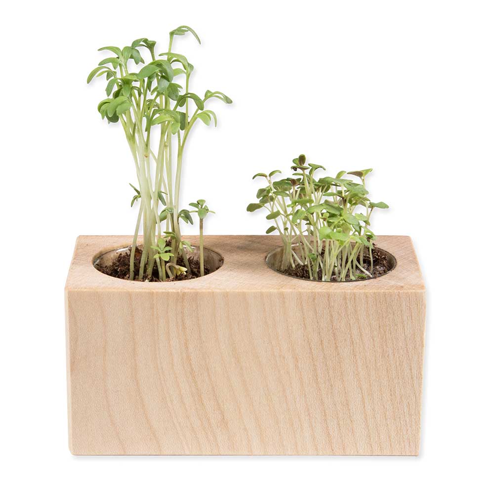 Pflanz-Holz 2er Set mit Samen - Glücksklee-Zwiebel (* Je nach Verfügbarkeit der Glücksklee-Zwiebeln)