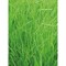 Pflanz-Holz - Standardmotiv - Ostern - 1 Seite gelasert