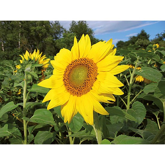 Pflanz-Holz - Standardmotiv - Sonnenblume - ohne Lasergravur