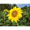 Pflanz-Holz - Standardmotiv - Sonnenblume - ohne Lasergravur