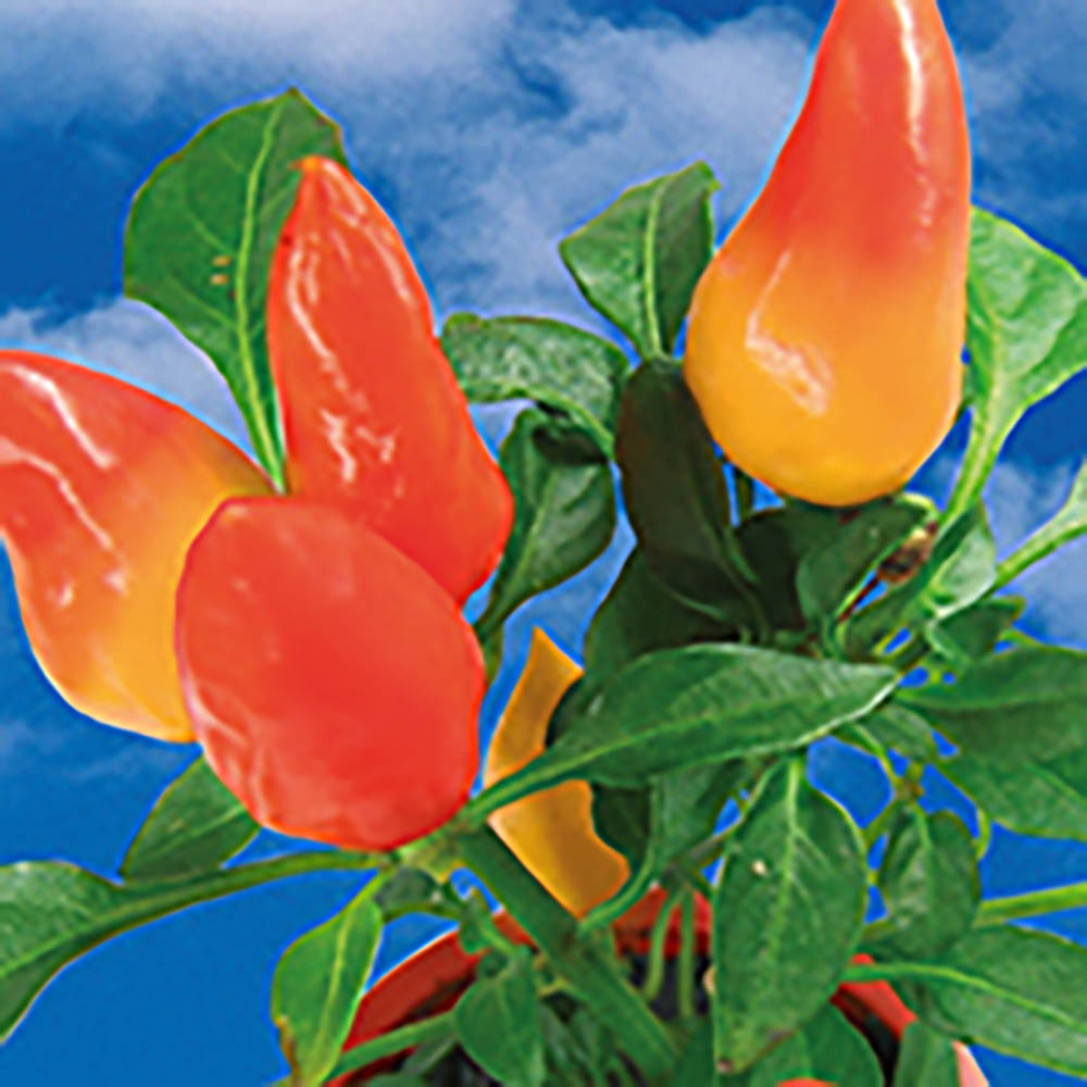 Pflanz-Fässchen mit Samen - Gewürzpaprika, Lasergravur