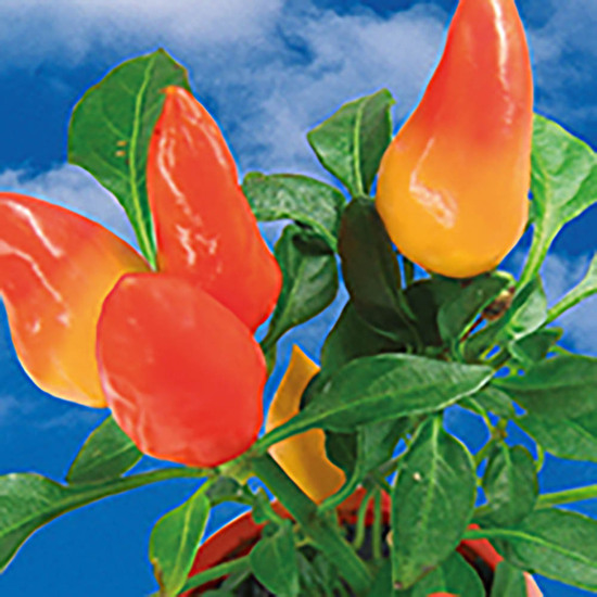 Pflanz-Fässchen mit Samen - Gewürzpaprika, Lasergravur