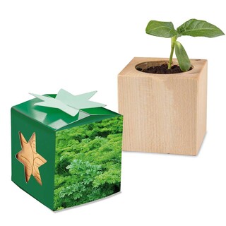 Pflanz-Holz Star-Box mit Samen - Petersilie