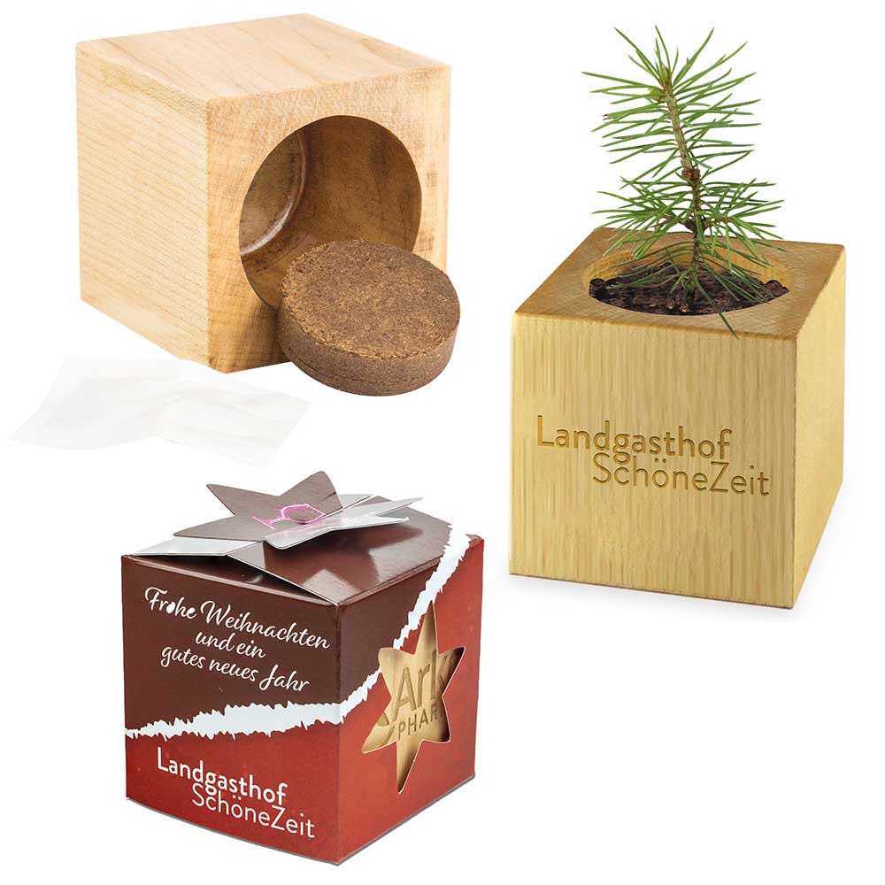Pflanz-Holz Star-Box mit Samen - Fichte, 1 Seite gelasert