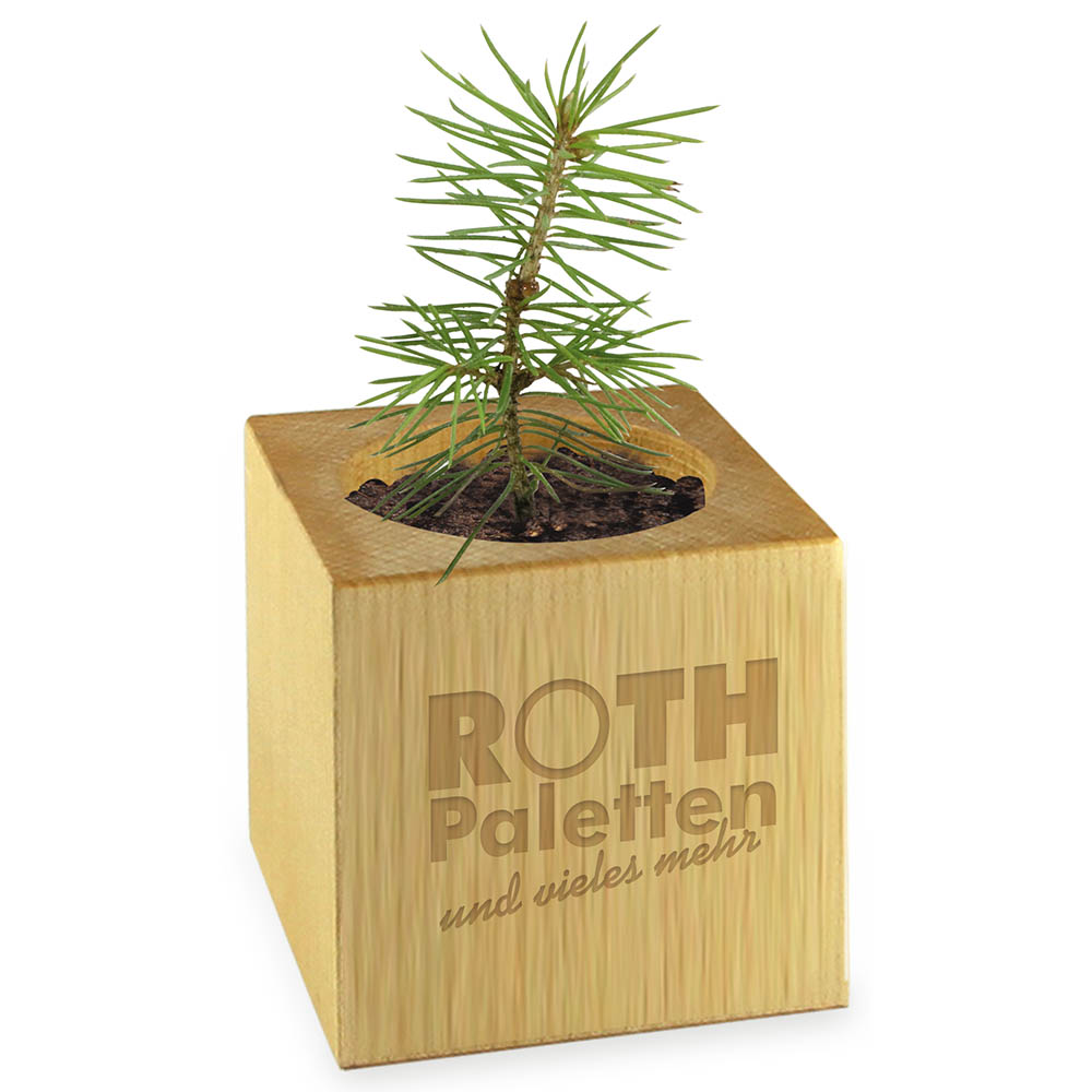 Pflanz-Holz Star-Box mit Samen - Schnittlauch, 1 Seite gelasert