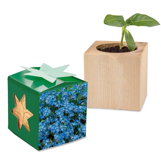 Pflanz-Holz Star-Box mit Samen - Vergissmeinnicht, 1 Seite gelasert