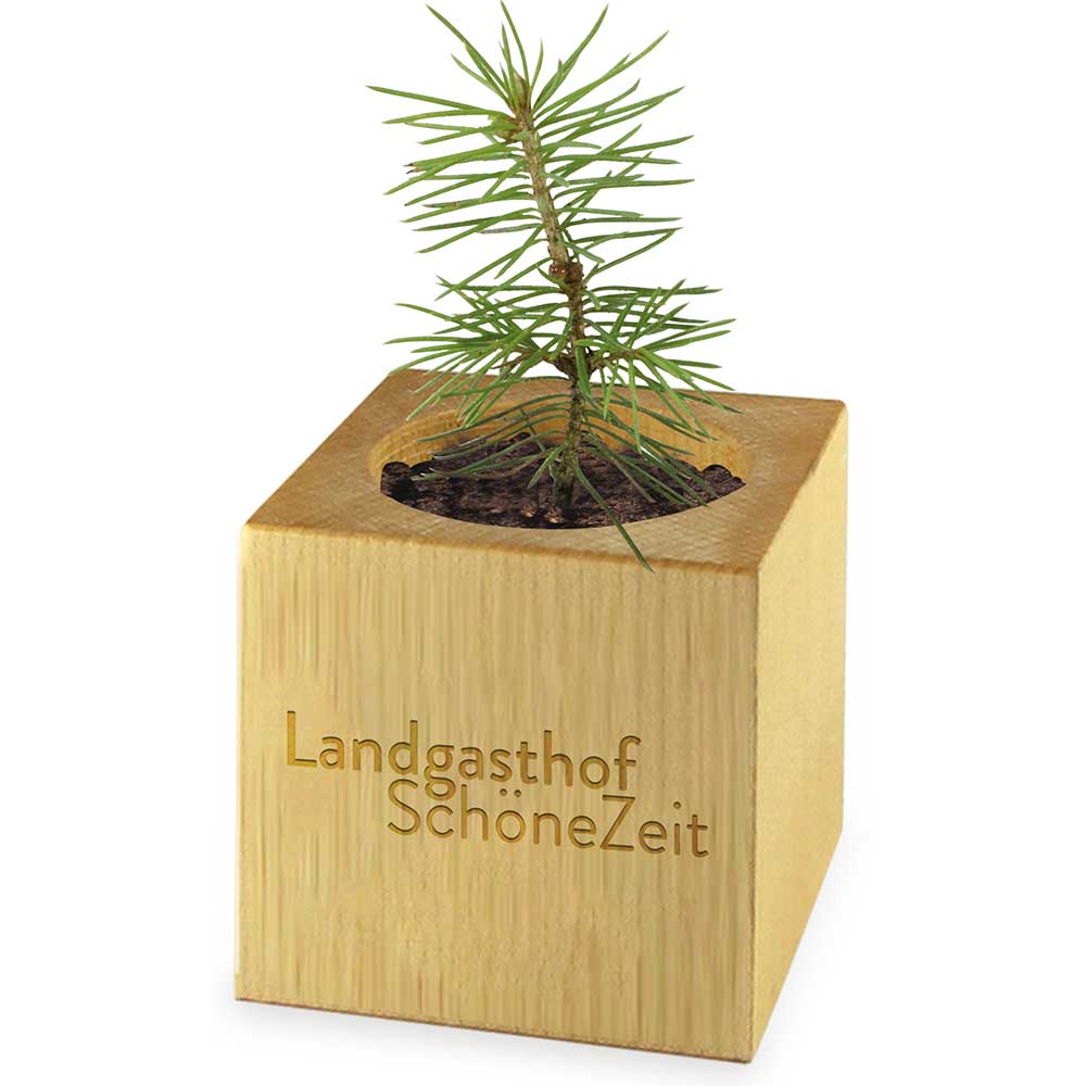 Pflanz-Holz Maxi Star-Box mit Samen - Margerite, 1 Seite gelasert